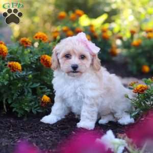 Nicole, Havapoo Puppy